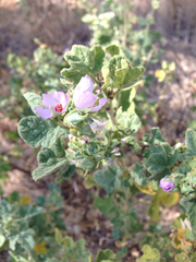 Malacothamnus aboriginum