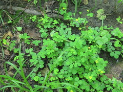 Potentilla centigrana