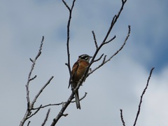 Emberiza cioides