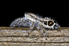 Abracadabrella elegans