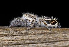 Abracadabrella elegans