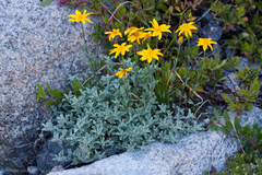 Eriophyllum lanatum integrifolium