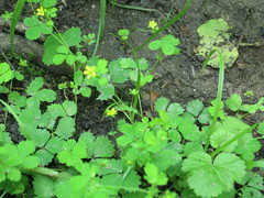 Potentilla centigrana