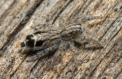 Abracadabrella elegans