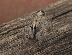 Abracadabrella elegans