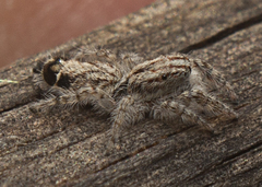 Abracadabrella elegans