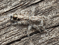 Abracadabrella elegans