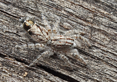 Abracadabrella elegans