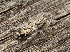 Abracadabrella elegans