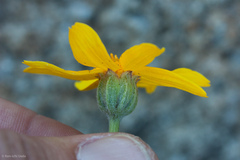 Eriophyllum lanatum integrifolium