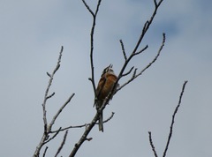 Emberiza cioides