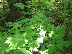 Actaea asiatica