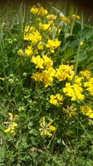 Coronilla vaginalis