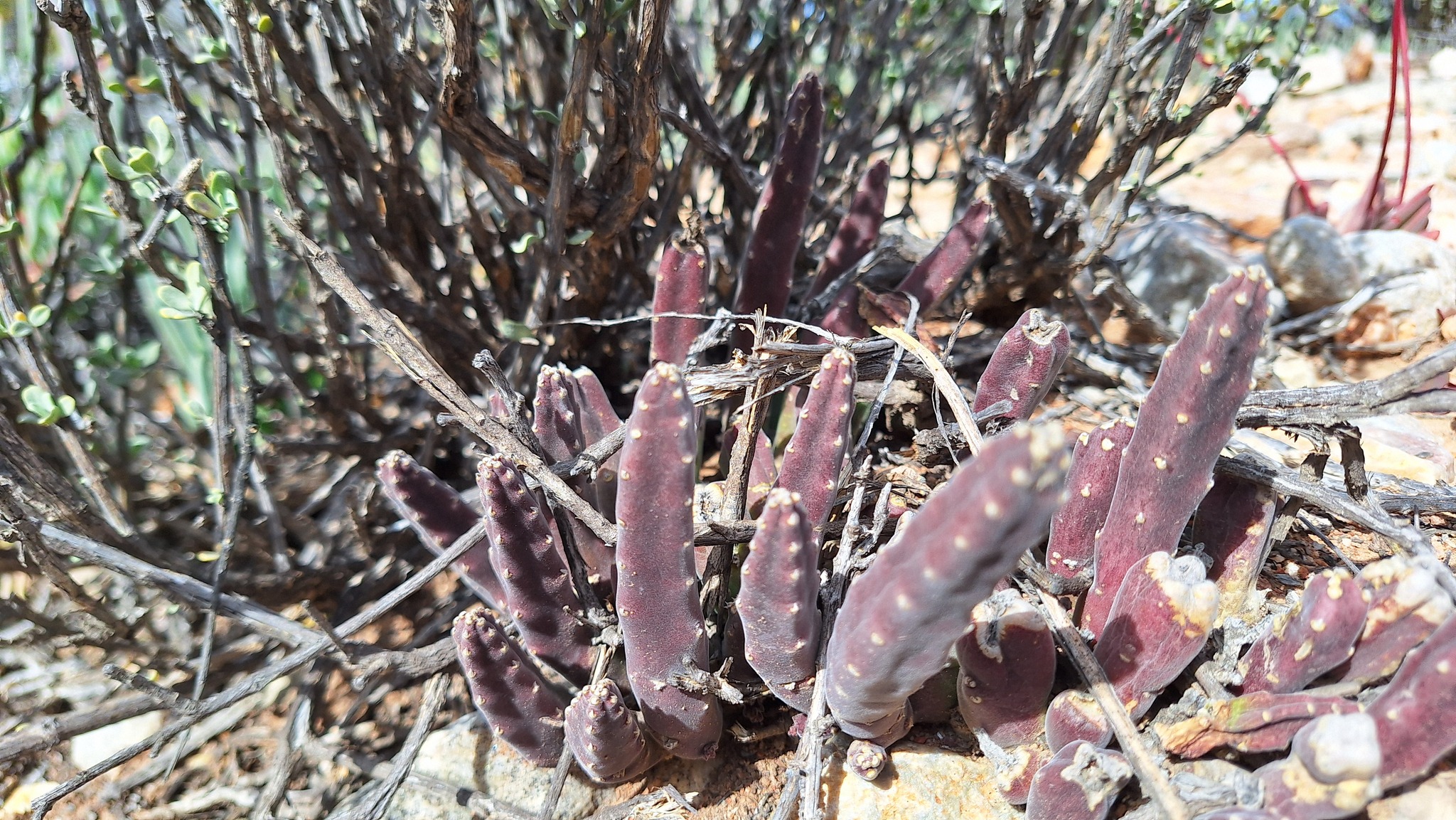Stapelia rufa Masson 2
