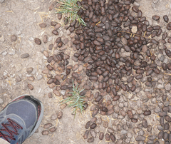 Boselaphus tragocamelus