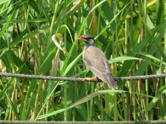 Spodiopsar cineraceus