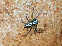 Oxyopes nigripalpis