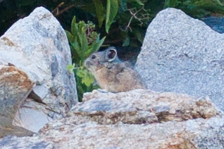 American Pika