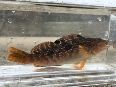 Hexagrammos otakii