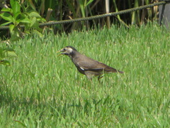 Spodiopsar cineraceus