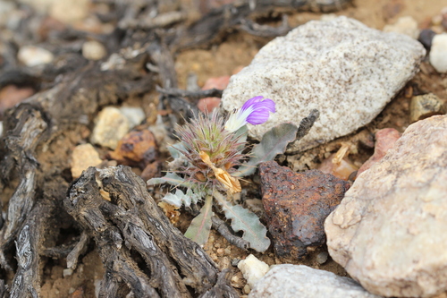 Image of Acanthopsis dispermoides by (c) Karen Eichholz, some rights reserved (CC BY)