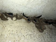 Collocalia marginata