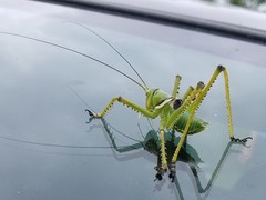Neobarrettia spinosa
