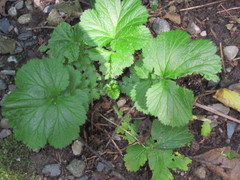 Geum macrophyllum macrophyllum