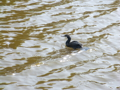 Phalacrocorax carbo hanedae