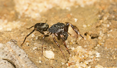 Adoxotoma nitida