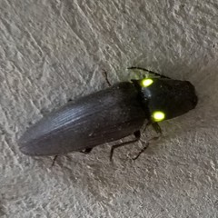 Deilelater physoderus