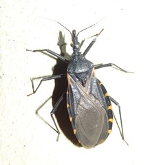 Triatoma gerstaeckeri