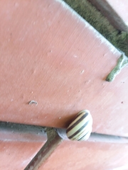 Caucasotachea vindobonensis