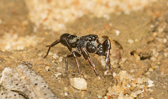 Adoxotoma nitida