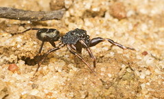 Adoxotoma nitida