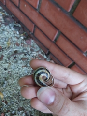 Caucasotachea vindobonensis