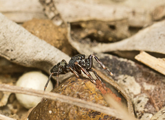 Adoxotoma nitida