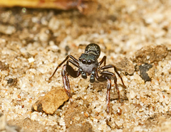 Adoxotoma nitida