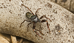 Adoxotoma nitida
