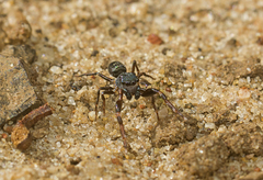 Adoxotoma nitida