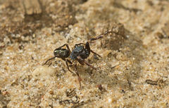 Adoxotoma nitida