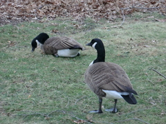 Branta canadensis canadensis
