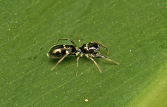 Rhombonotus