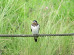 Hirundo rustica