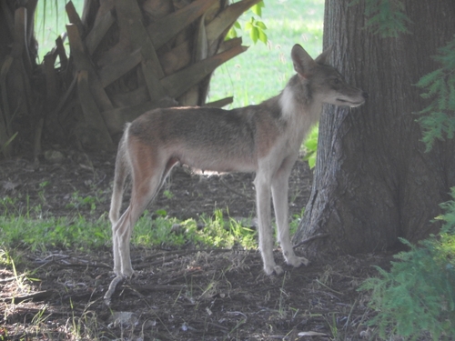 Coyote photographed in Louisiana