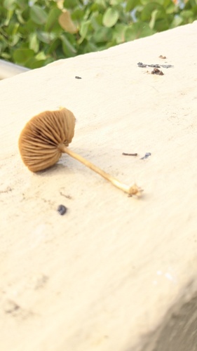 Agrocybe, 2024-08-24
