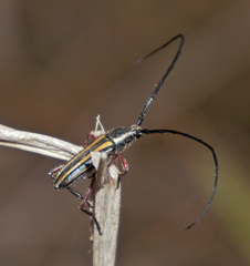 Sphaenothecus bilineatus