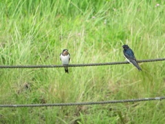 Hirundo rustica