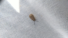 Nithecus jacobaeae