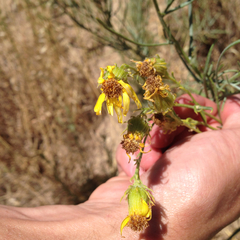 Senecio flaccidus douglasii